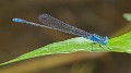 Pseudagrion microcephalum male-1